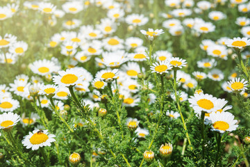 Fototapeta premium Wild daisy flowers