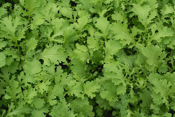 Close up of raw fresh green vegetable texture and background,