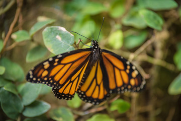 Fototapeta na wymiar Giant tropical Butterfly (Danaus plexippus).
