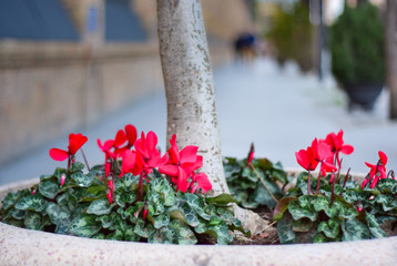 Fototapeta na wymiar Beautiful red flowers in the center of Seville