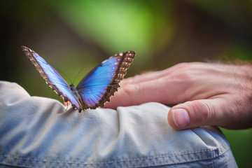 Fototapeta premium Para trzymająca tropikalny butterly (Blue Morpho).