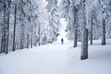Nordic ski in beautiful snowy winter forest