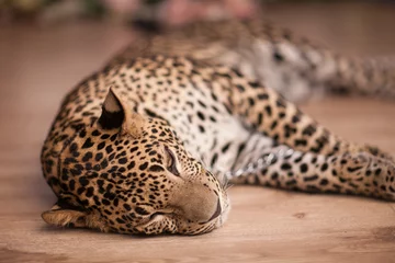 Selbstklebende Fototapeten leopard resting on the floor © liyasov