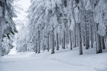 White snowy frozen winter nature