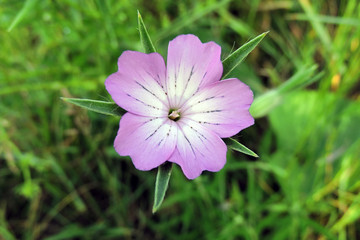 Fioletowy kwiatek © E-lona