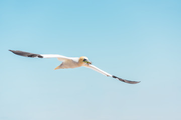 Closeup of one isolated white Gannet bird carrying nesting material grass and twigs on Bonaventure Island in Perce, Quebec, Canada by Gaspesie, Gaspe region