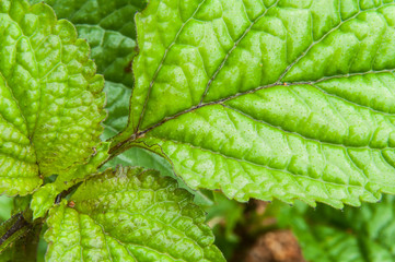 green leaves of a plant after the rain