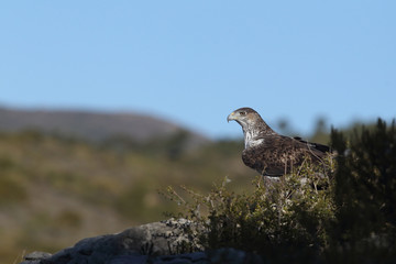 Bonelli's eagle in spain