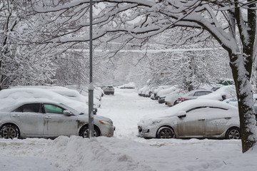 Snow-covered cars and trees