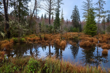 Forest wetland near Forks, Washington
