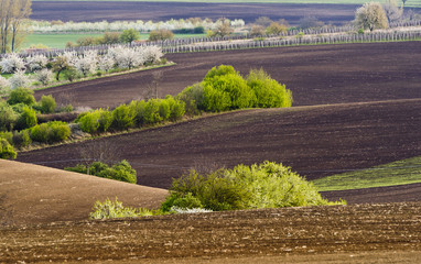 Spring landscape with fields and trees