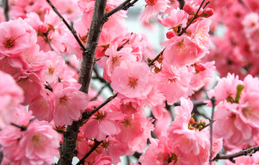 Pink apple tree blossoms, cherry tree flowers in early spring, wallpaper