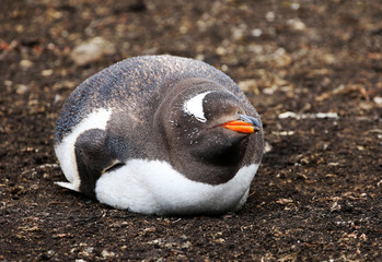 Obraz premium Gentoo Penguin Sleeping. Szczęśliwy, pełen rywalizacji, uśmiechnięty, gruby i okrągły. Falklandy.