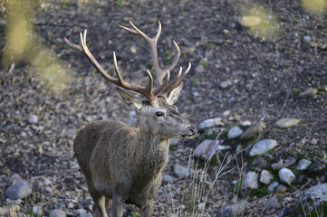 Ciervo, Cervus elaphus, Parque Natural de la Sierra de Andújar, Epaña