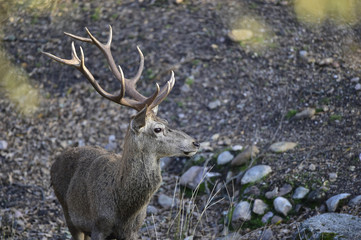 Ciervo, Cervus elaphus, Parque Natural de la Sierra de Andújar, Epaña