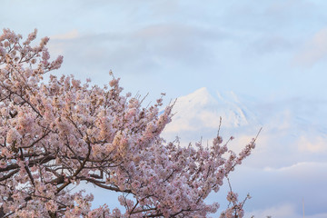 Cityscape with cherry blossom and mount Fuji in sprint season at Fujinomiya, Shizuoka prefecture, Japan