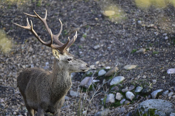 Ciervo, Cervus elaphus, Parque Natural de la Sierra de Andújar, Epaña