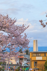 Cityscape with cherry blossom and mount Fuji in sprint season at Fujinomiya, Shizuoka prefecture, Japan