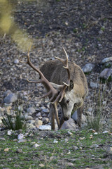 Ciervo, Cervus elaphus, Parque Natural de la Sierra de And&uacute;jar, Epa&ntilde;a