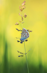 cute little blue butterfly  sits on a blade of grass on a bright summer Sunny meadow
