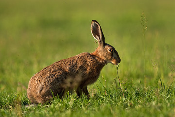 european hare, lepus europaeus, Czech republic