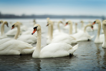 White swans on the River Danube