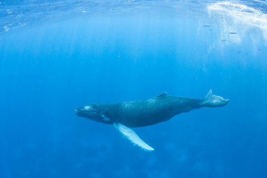 Young Humpback Whale in the Caribbean Sea
