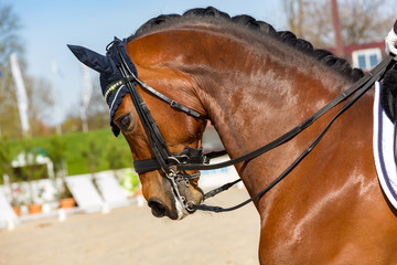 Overbent dressage horse wearing an anti-fly cap