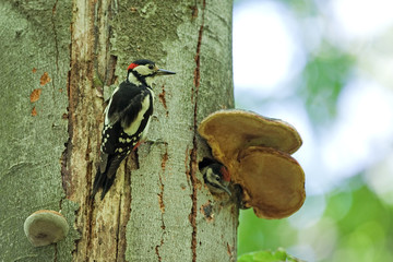great spotted woodpecker, dendrocopos major, czech republic