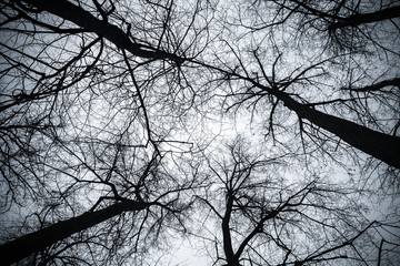 Obraz premium Bare trees under bright sky, toned photo