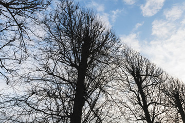 Bare trees in a row under cloudy sky
