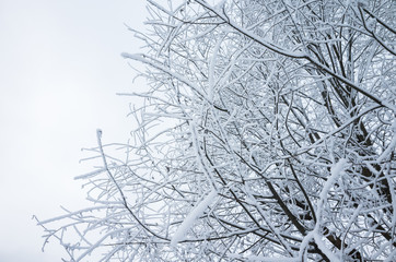 Tree branches with show and frost