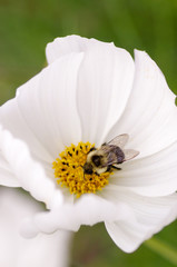 Obraz premium bee in the center of white flower with yellow center