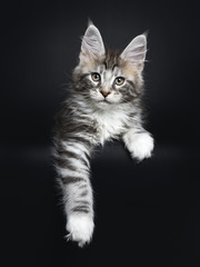 Fototapeta na wymiar Maine Coon cat / kitten laying straight to the camera two paws hanging over the edge isolated on black background.
