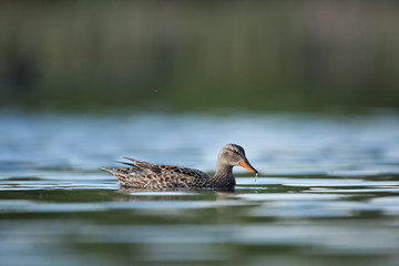 wild duck, anas platyrhynchos, mallard, Czech republic