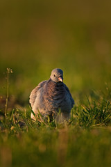 common wood pigeon, columba palumbus, czech republic