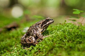 Brown Frog Isolated, Białowieża Forest