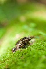 Obraz premium Brown Frog Isolated, Białowieża Forest