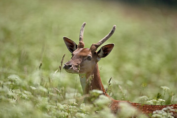 fallow deer, dama dama, Czech republic
