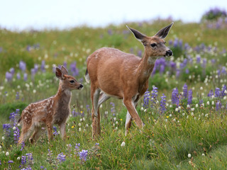 Mom and Baby Deer in Flowers