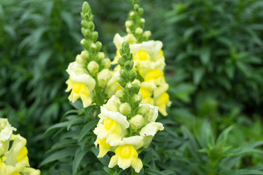 The yellow flower.