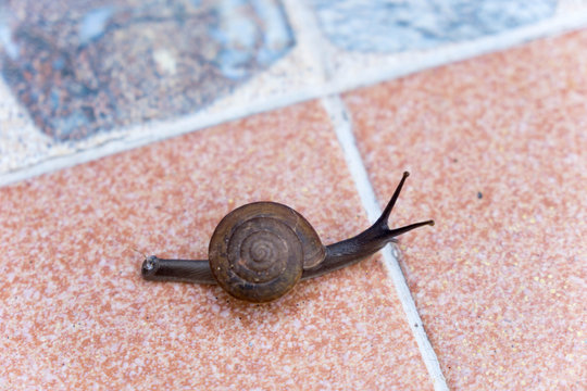 The snail on floor.