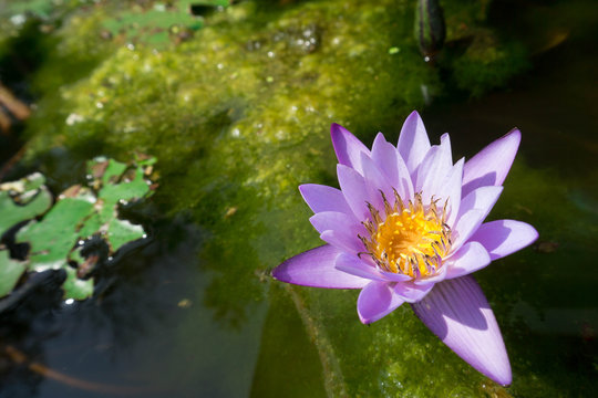 Purple lotus in the water.