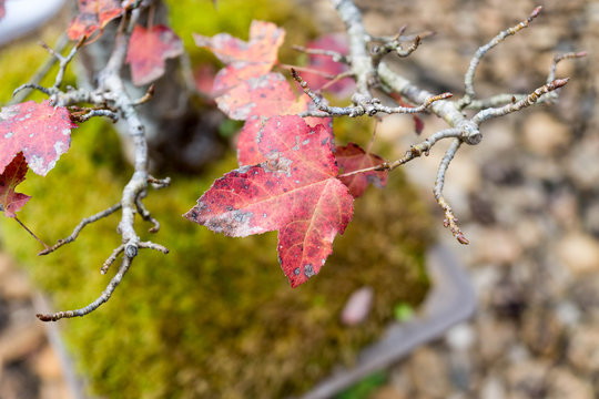 Selective focus on red leaf.