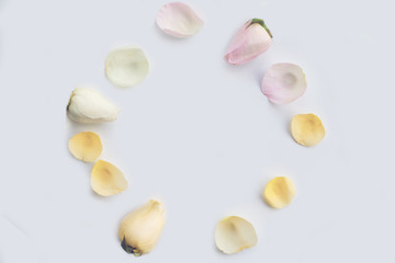 Delicate buds of roses pastel shades on a white background