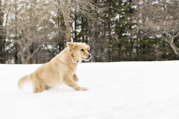 Golden retreiver dog through winter snow season