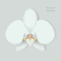 Vector orchid flower