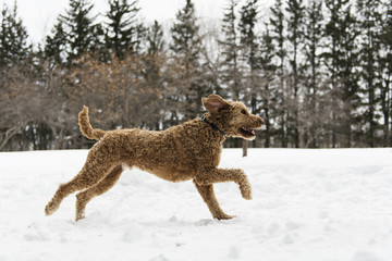 Fototapeta na wymiar Goldendoodle in the snow season of winter