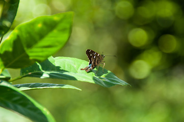 newborn butterfly, turquoise in a natural environment