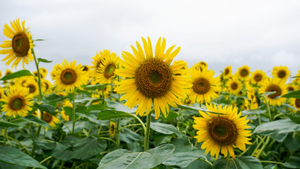 Fototapeta premium 向日葵